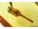 Nice Flower, Plant. Fossil Inclusion in Baltic amber #9383