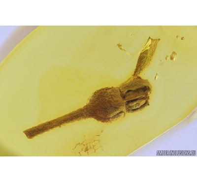 Nice Flower, Plant. Fossil Inclusion in Baltic amber #9383