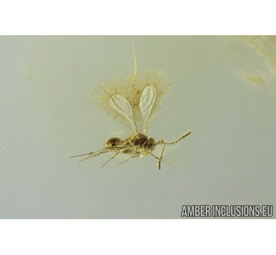 Rare Parasitic wasp Hymenoptera Mymarommatidae and Rare Biting midge Ceratopogonidae Eohelea sinuosa in Baltic amber #9384