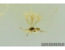 Rare Parasitic wasp Hymenoptera Mymarommatidae and Rare Biting midge Ceratopogonidae Eohelea sinuosa in Baltic amber #9384