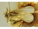 Rare Parasitic wasp Hymenoptera Mymarommatidae and Rare Biting midge Ceratopogonidae Eohelea sinuosa in Baltic amber #9384