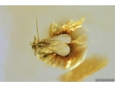 Rare Parasitic wasp Hymenoptera Mymarommatidae and Rare Biting midge Ceratopogonidae Eohelea sinuosa in Baltic amber #9384