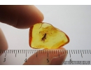 Stonefly, Plecoptera. Fossil insect in Baltic amber #9390