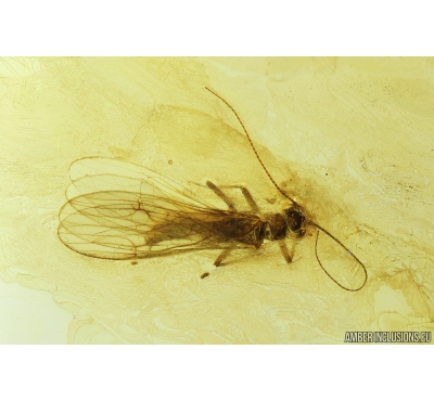 Stonefly, Plecoptera. Fossil insect in Baltic amber #9391