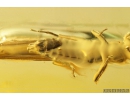 Stonefly, Plecoptera. Fossil insect in Baltic amber #9392