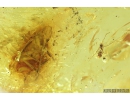 Ant Hymenoptera and Planthopper Cicadina. Fossil insects in Baltic amber #9393