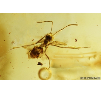 Ant Hymenoptera and Planthopper Cicadina. Fossil insects in Baltic amber #9393