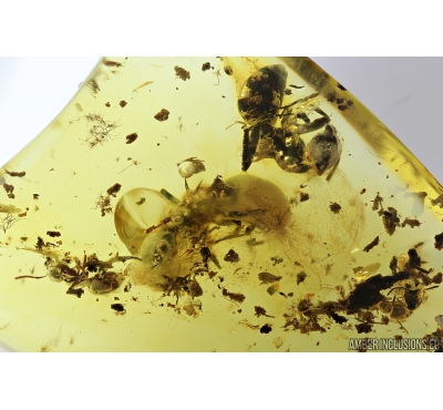 6 Ants Hymenoptera. Fossil insects in Baltic amber #9394