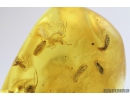 Many ants with Rare Larvae. Fossil inclusions in Baltic amber #9395