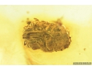 True Bug, Miridae and More Fossil inclusions in Baltic amber #9396