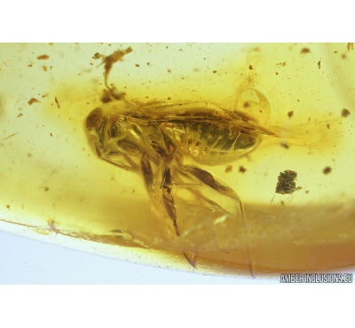 True Bug, Miridae and More Fossil inclusions in Baltic amber #9396
