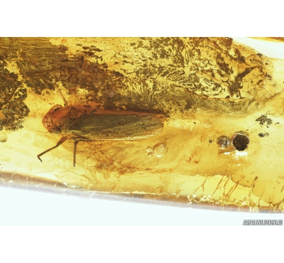 Leafhopper, Cicadellidae and Pyrite Crystals. Fossil inclusions in Baltic amber #9397
