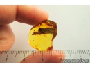 Very nice Tree Bark 17mm! Fossil inclusion in Baltic amber #9398