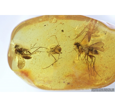 DAWN SPIDER ARCHAEIDAE PARADOXA and Long-legged flies Dolichopodidae. Fossil inclusions in Baltic amber #9400