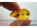 DAWN SPIDER ARCHAEIDAE PARADOXA and Long-legged flies Dolichopodidae. Fossil inclusions in Baltic amber #9400