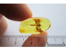 Very Nice Mayfly, Ephemeroptera 18mm! Fossil insect in Baltic amber stone #9404