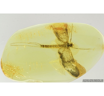 Very Nice Mayfly, Ephemeroptera 18mm! Fossil insect in Baltic amber stone #9404
