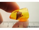 Nice Caddisfly Trichoptera Fossil insect in Baltic amber #9422