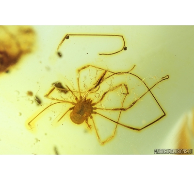 Nice Harvestman Opiliones. Fossil inclusion in Baltic amber #9424