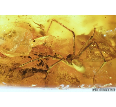 Spider Araneae and Leaf Plant. Fossil inclusions in Baltic amber #9426