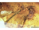 Spider Araneae and Leaf Plant. Fossil inclusions in Baltic amber #9426