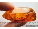 Spider Araneae and Leaf Plant. Fossil inclusions in Baltic amber #9426