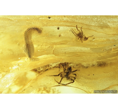 Two Spiders Araneae & Millipede Diplopoda. Fossil inclusion in Baltic amber #9427