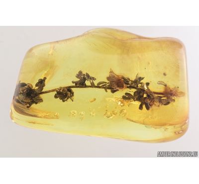 Nice Oak Flowers on 25mm! Twig. Fossil inclusions in Baltic amber stone #9430