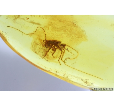 Cricket, Orthoptera. Fossil insect in Baltic amber #9431