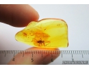 Cricket, Orthoptera. Fossil insect in Baltic amber #9431