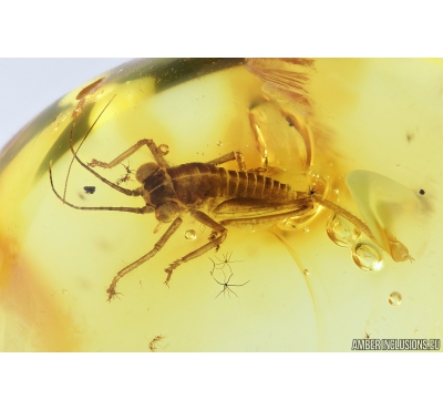 Cricket, Orthoptera. Fossil insect in Baltic amber #9432