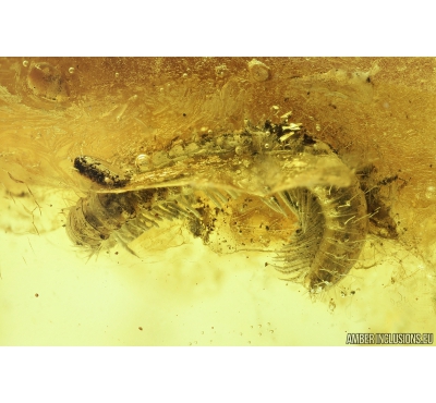 Millipede Diplopoda. Fossil inclusion in Baltic amber #9435