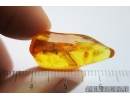 Millipede Diplopoda. Fossil inclusion in Baltic amber #9435