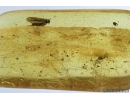 Mammalian hair and Fungus gnat Mycetophilidae. Fossil inclusions in Baltic amber #9436