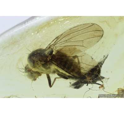 Muscoid fly, Acalyptratae. Fossil insect in Ukrainian Rovno amber #9434