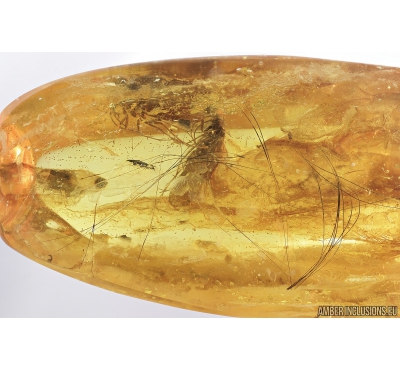 Mammalian hair and 3 Caddisflies Trichoptera. Fossil inclusions in Baltic amber #9437