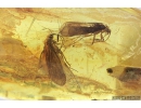 Mammalian hair and 3 Caddisflies Trichoptera. Fossil inclusions in Baltic amber #9437