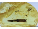 Leaf 10mm with Seed Vessel and More. Fossil inclusions in Baltic amber #9438
