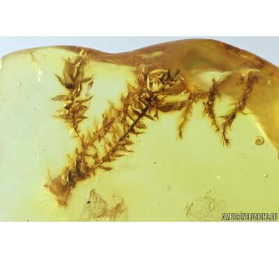 Nice Moss, Plant. Fossil Inclusion in Baltis amber #9439