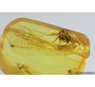 15mm Mayfly Ephemeroptera and Jumping Spider Salticidae. Fossil inclusions Baltic amber stone #9440