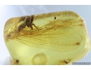 15mm Mayfly Ephemeroptera and Jumping Spider Salticidae. Fossil inclusions Baltic amber stone #9440