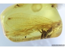 15mm Mayfly Ephemeroptera and Jumping Spider Salticidae. Fossil inclusions Baltic amber stone #9440