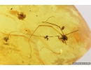 Two Spiders, Harvestman, Moth, Dance fly and Coprolite. Fossil inclusions in Baltic amber #9441