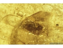 Two Spiders, Harvestman, Moth, Dance fly and Coprolite. Fossil inclusions in Baltic amber #9441