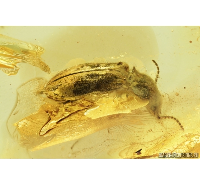 Click beetle, Elateroidea. Fossil insect in Baltic amber #9443
