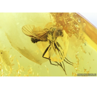 Nice Snipe Fly, Rhagionidae. Fossil insect in Baltic amber #9444