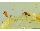 Two Rare Worms Nematoda, Leaf and Two Thrips. Fossil Inclusions in Baltic amber #9445
