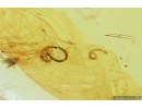 Two Rare Worms Nematoda, Leaf and Two Thrips. Fossil Inclusions in Baltic amber #9445