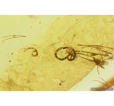 Two Rare Worms Nematoda, Leaf and Two Thrips. Fossil Inclusions in Baltic amber #9445