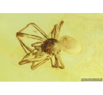 Spider Araneae & Harvestman Opiliones. Fossil inclusions in Baltic amber #9446